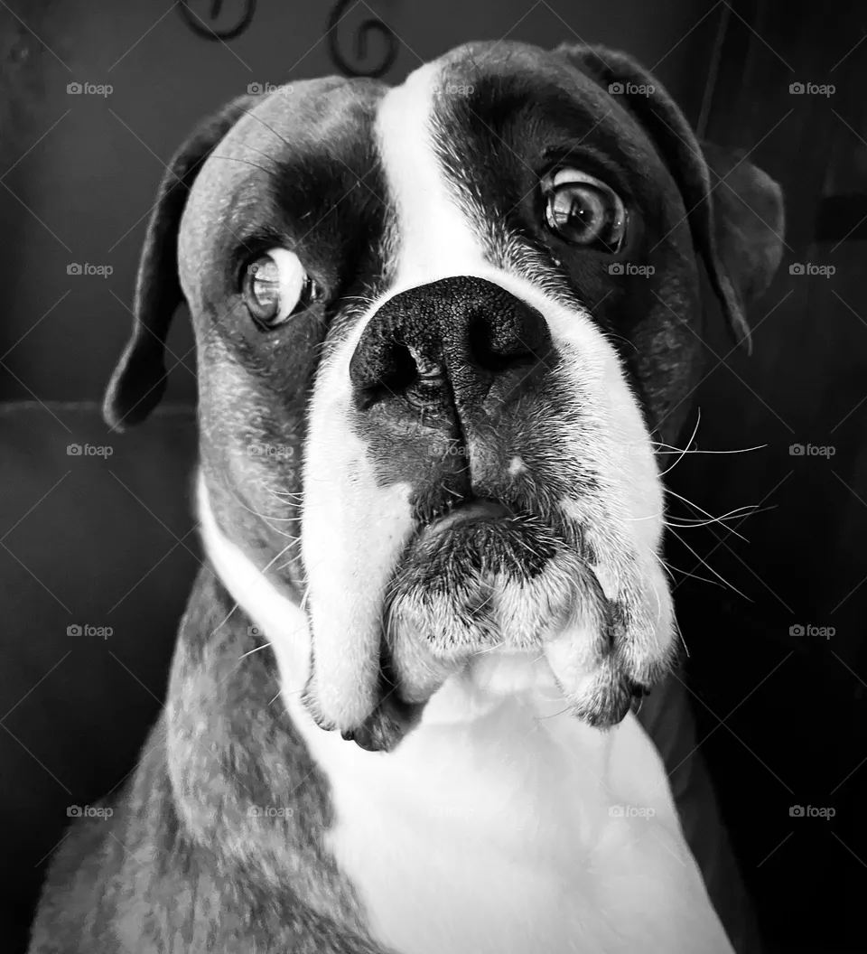 Boxer life 