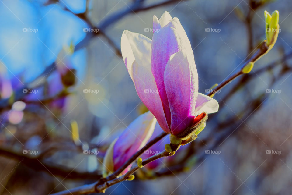 Beautiful magnolia blossom