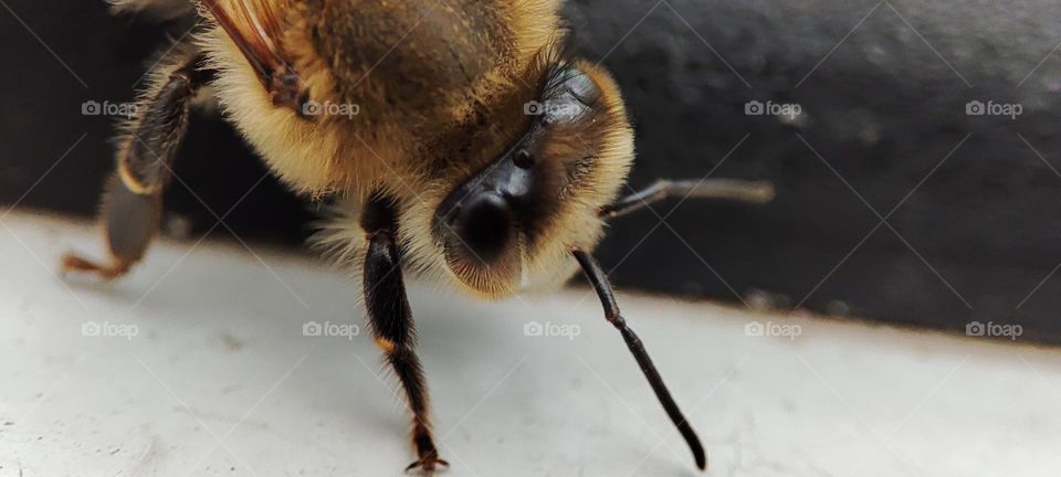 Bee, close up