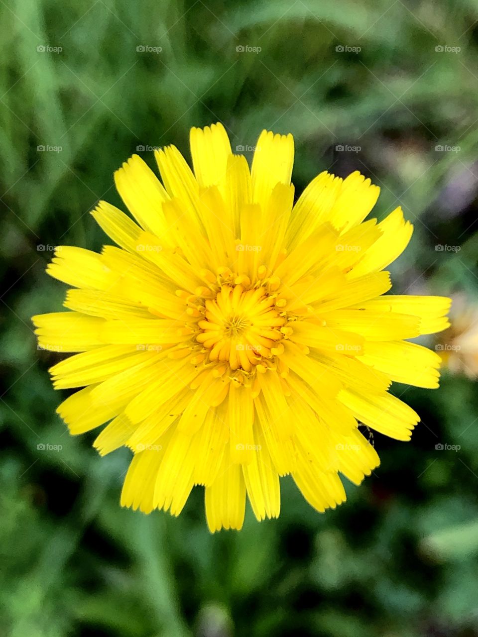 Macro view yellow wildflower in pasture 
