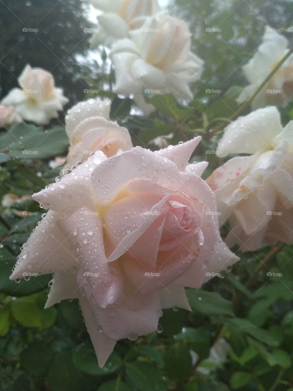 Розы под дождем