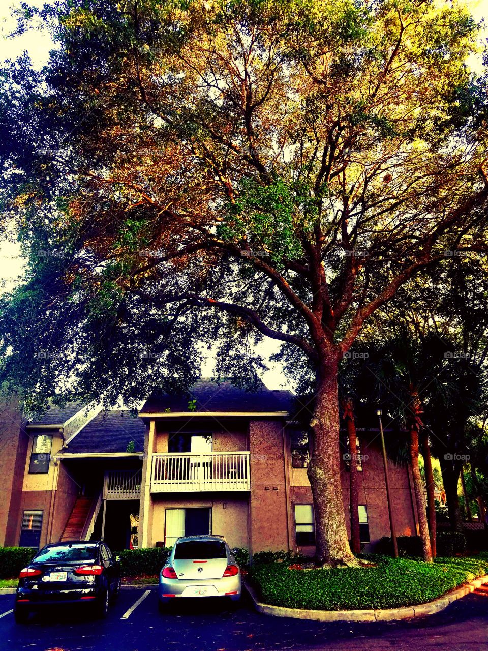 Apartment with beautiful big tree