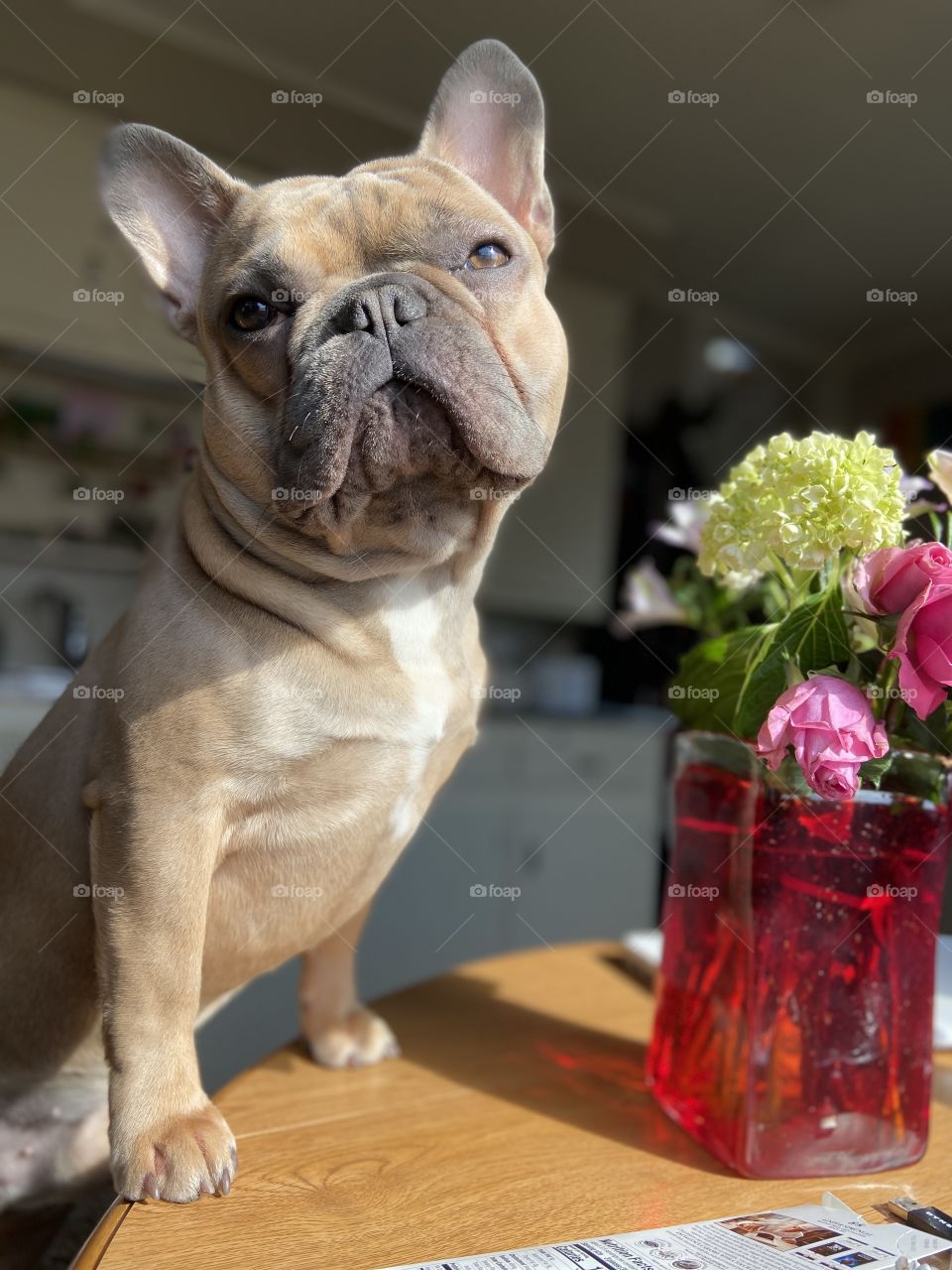Blue fawn French bulldog basking in the sun by some beautiful colorful flowers. 