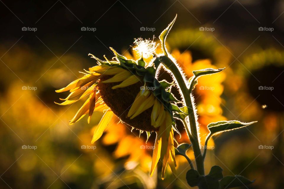 Sunflowers in fall
