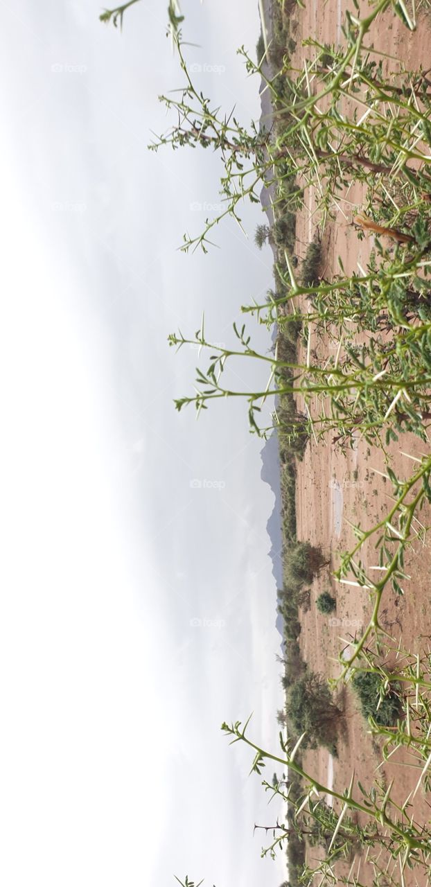 rain and desert