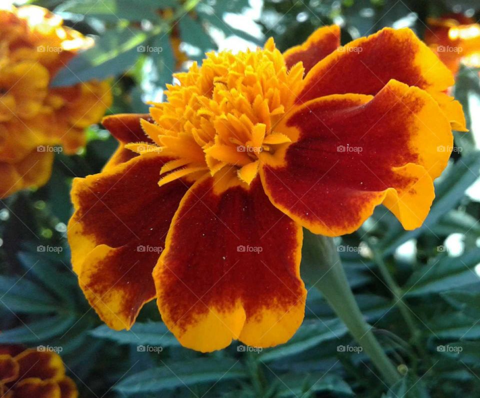 Marigold