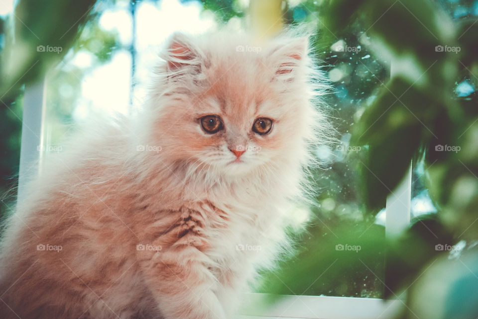 Cream Persian Kitten Sitting in Window