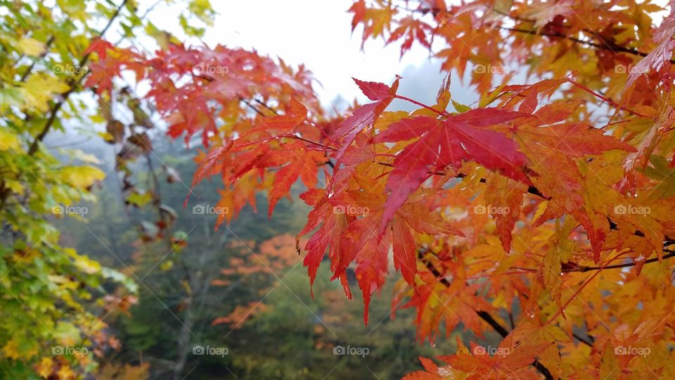 Fall foliage