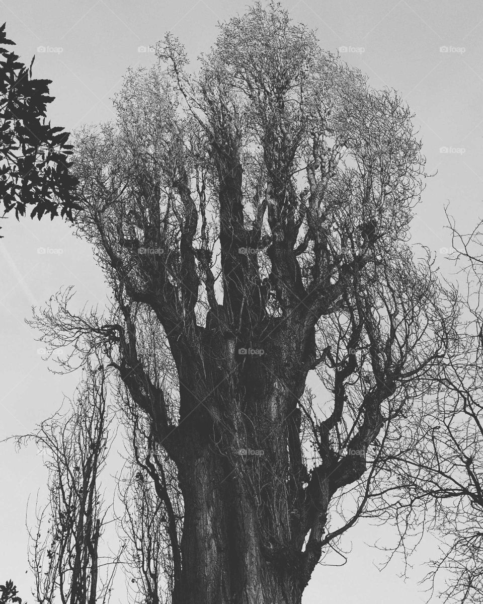 scary old tree