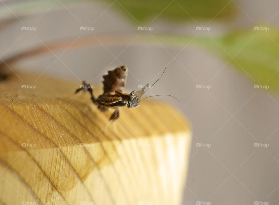 baby mantis