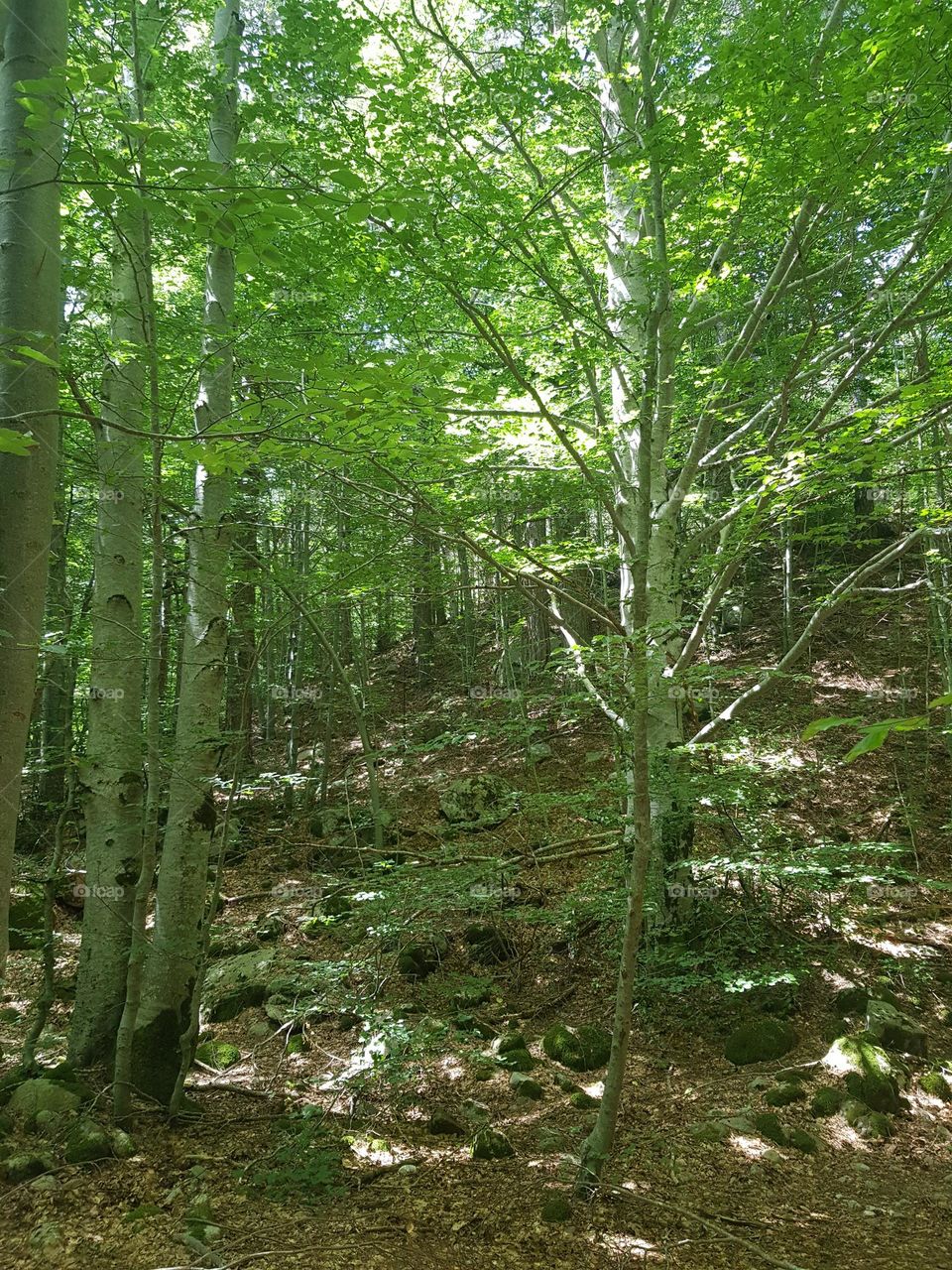 Fraicheur des sous-bois en été