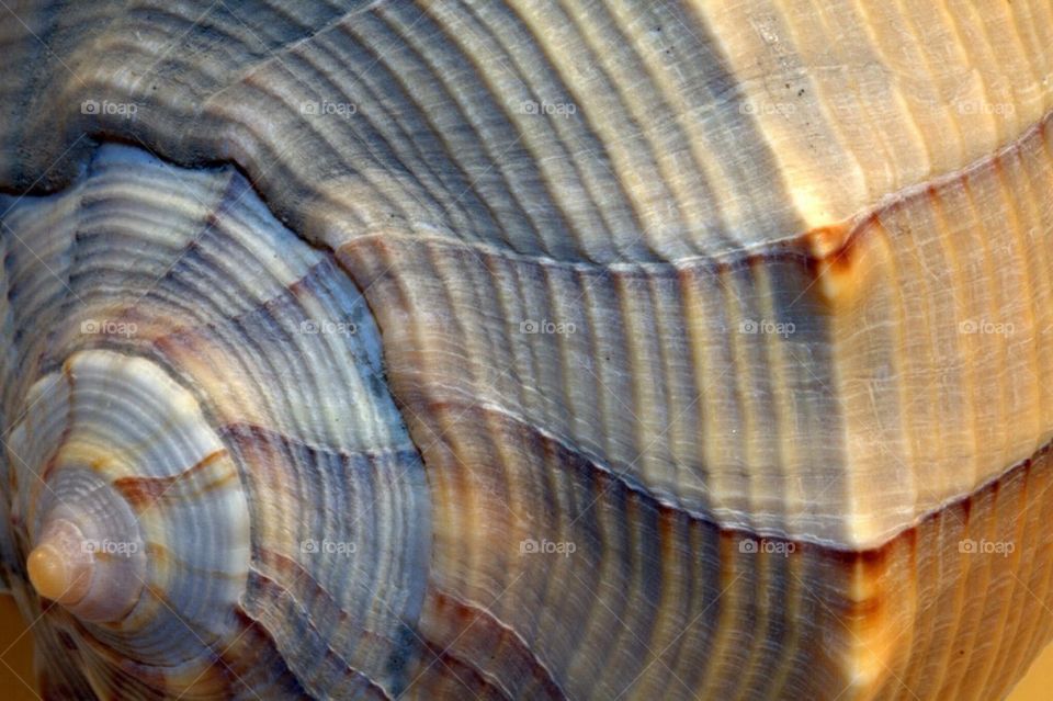 Shell lines