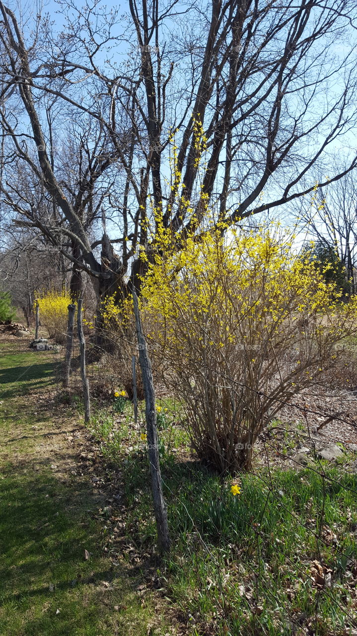 Tree, Landscape, Nature, Leaf, Season