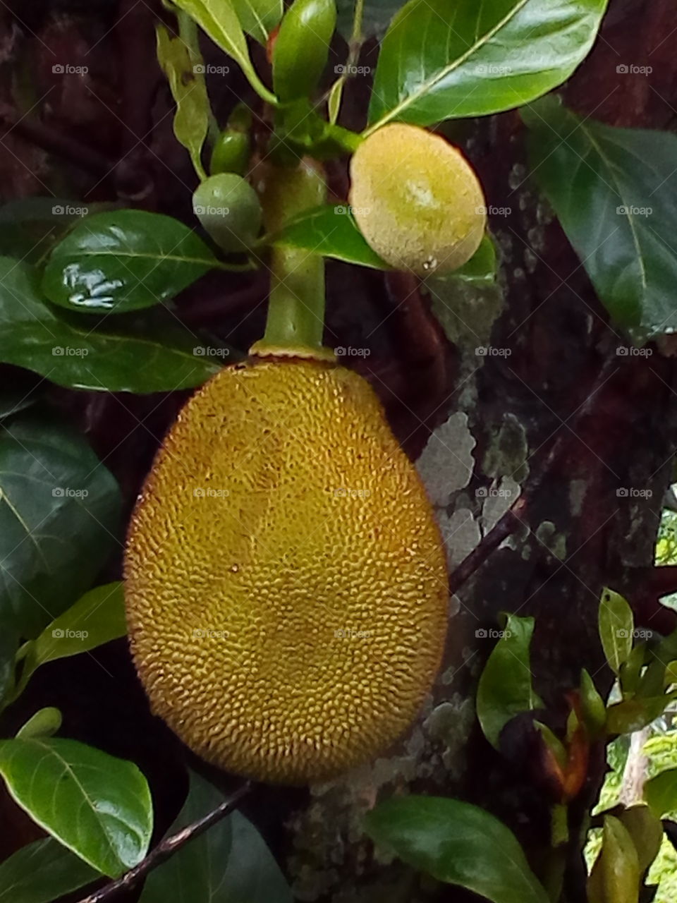 Jackfruit
