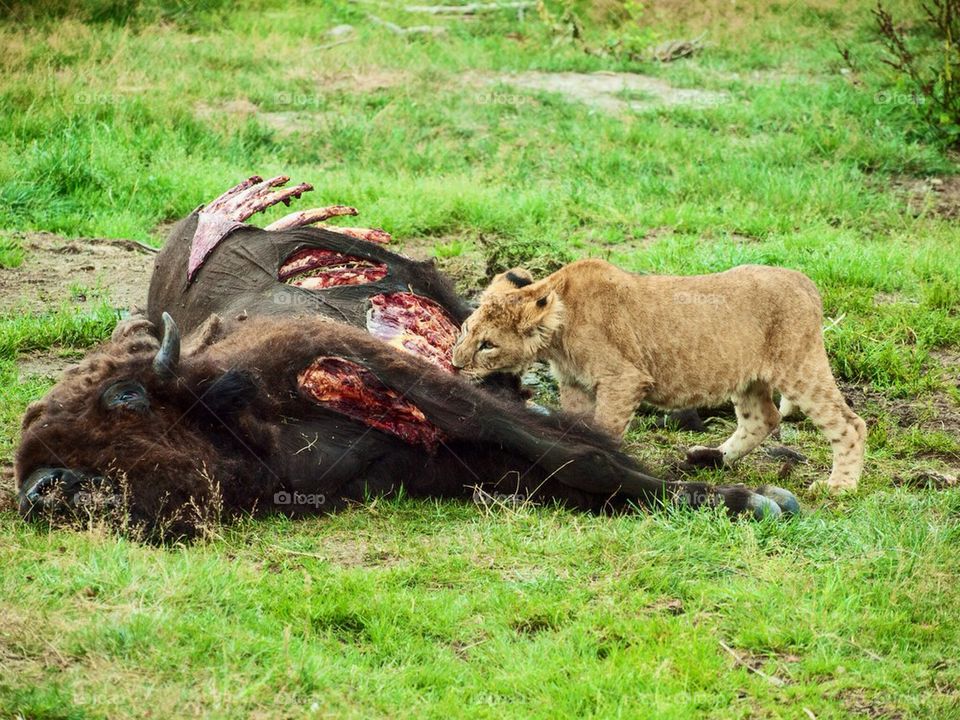 Lion cub eating