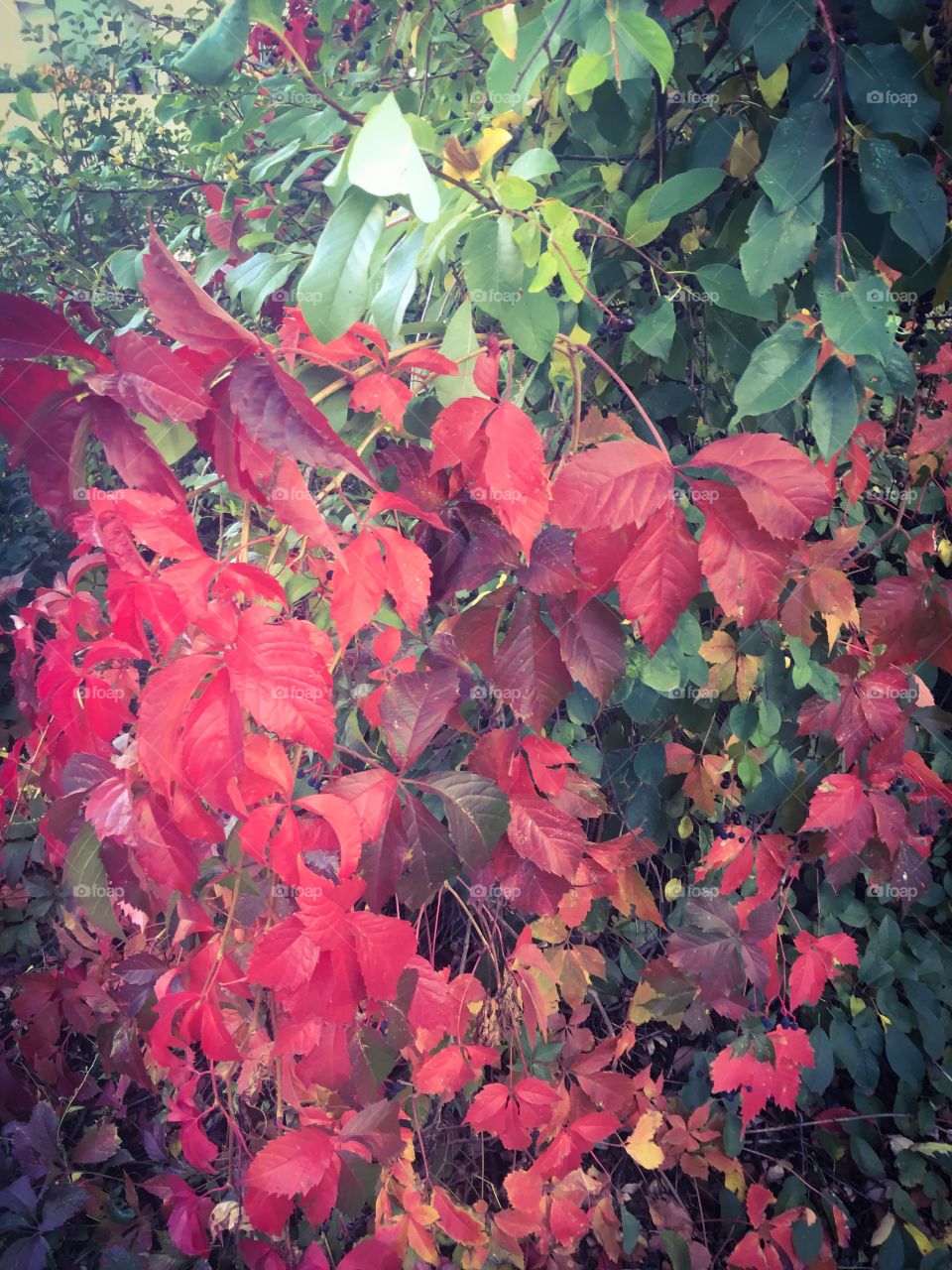 Red leaves