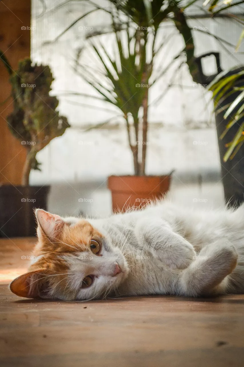 cat in the house