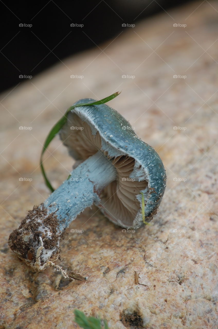 Nature, No Person, Beach, Wildlife, Sand