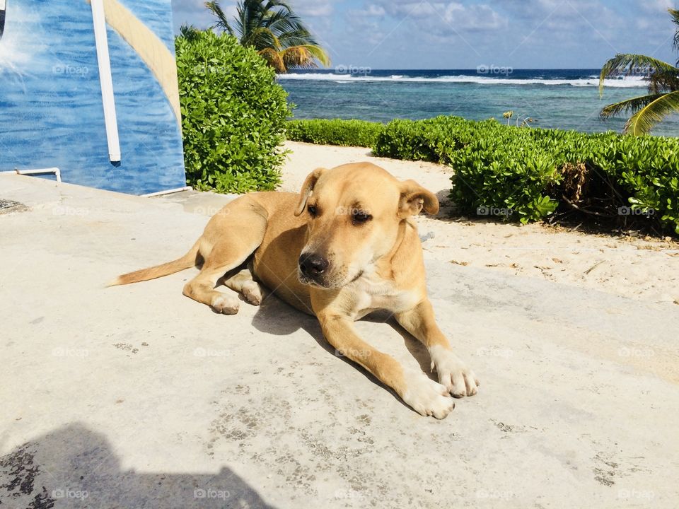 A mixed breed cute dog