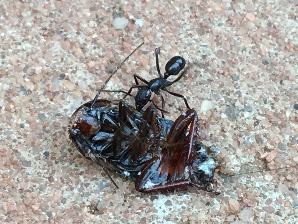 Larger worker ant with dead cockroach