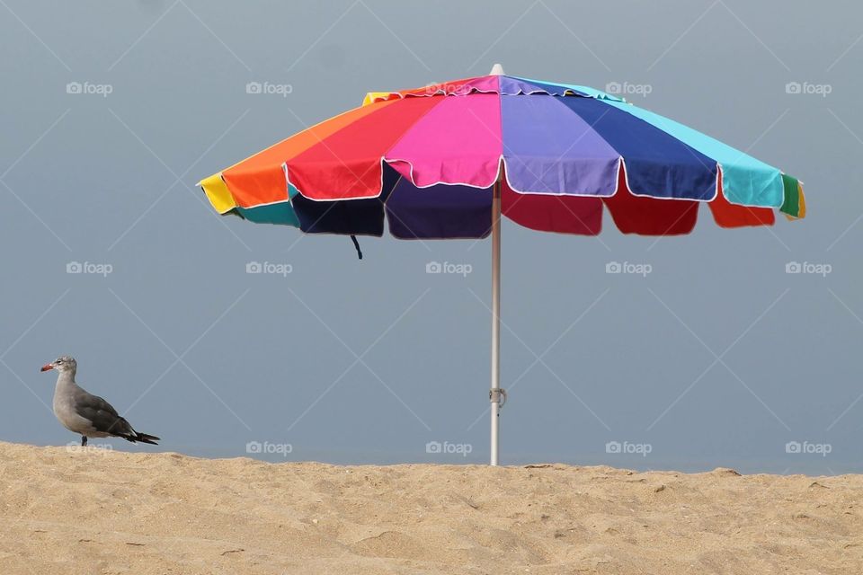 Beach umbrella . Seagull with beach umbrella 