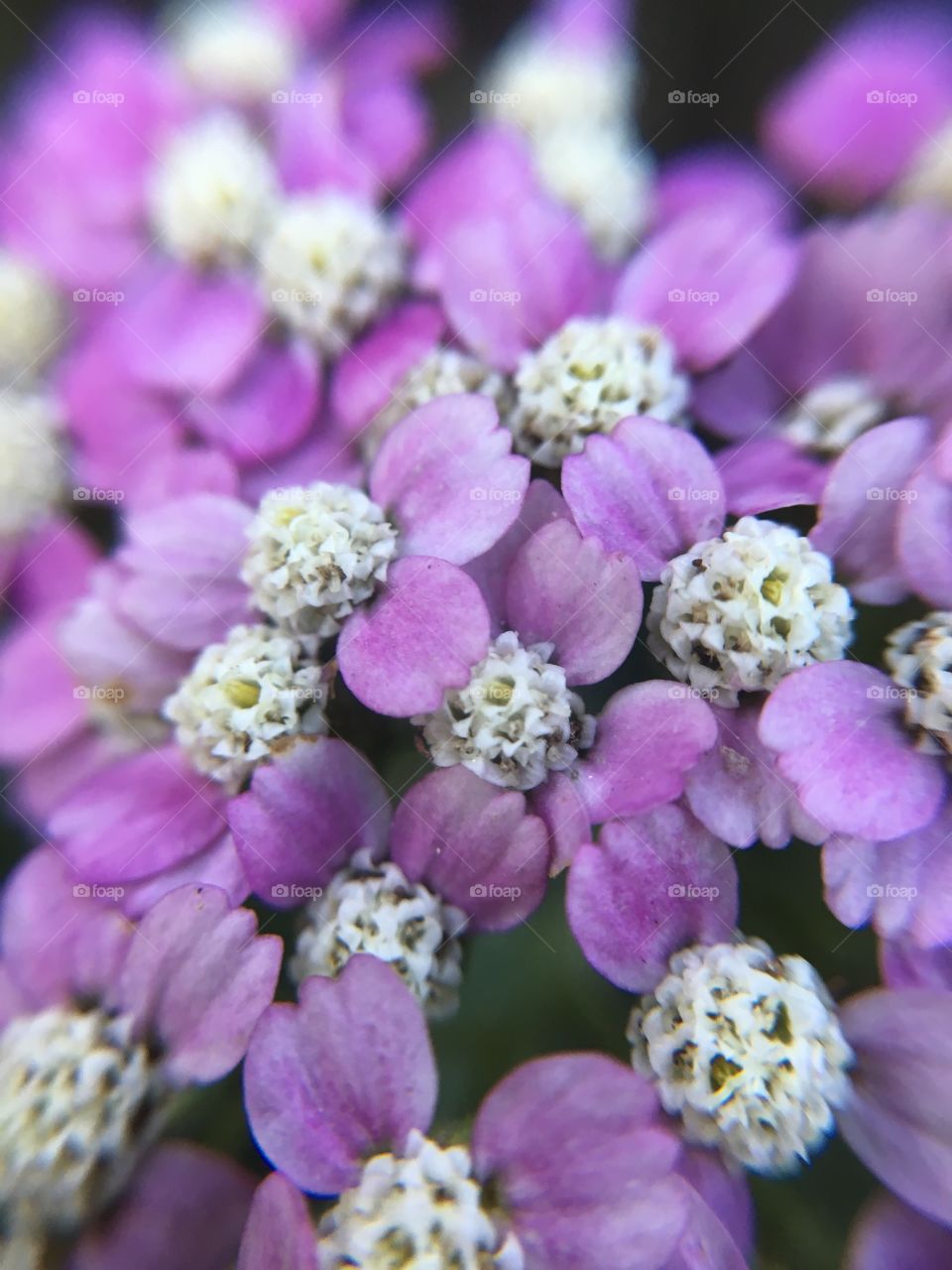 Purple cluster flower