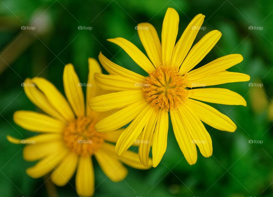 yellow flowers