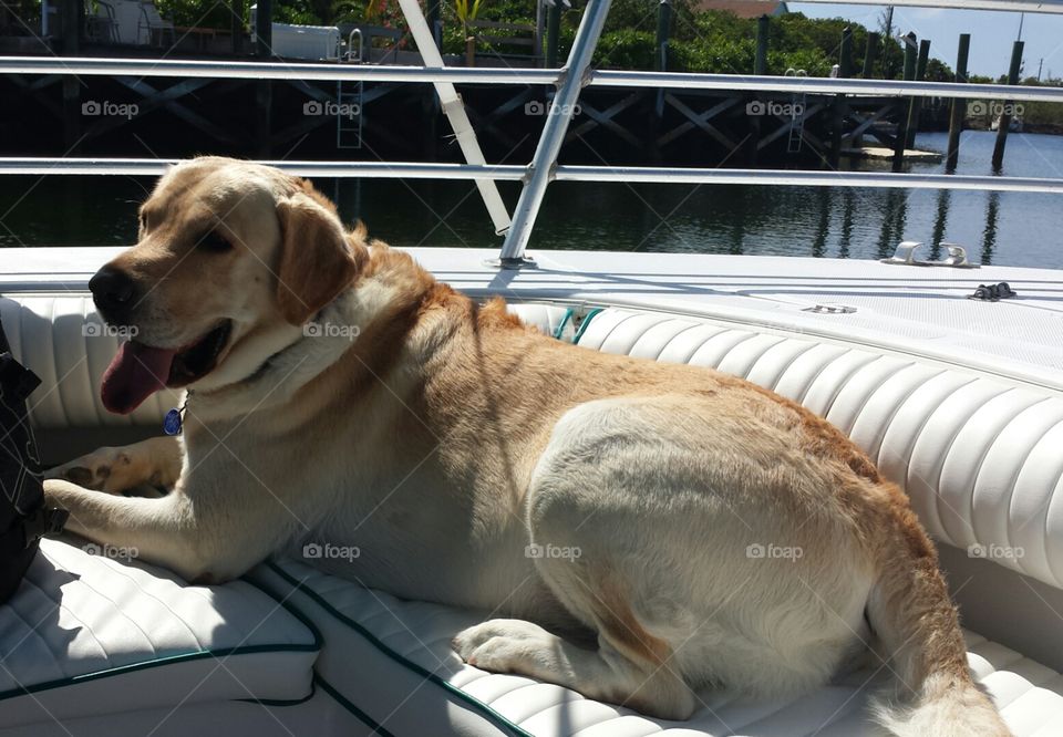 Boating Labrador