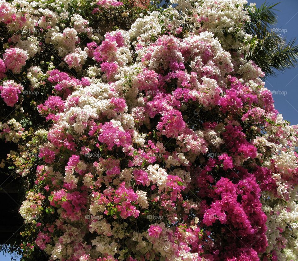 Pink and white blossoms