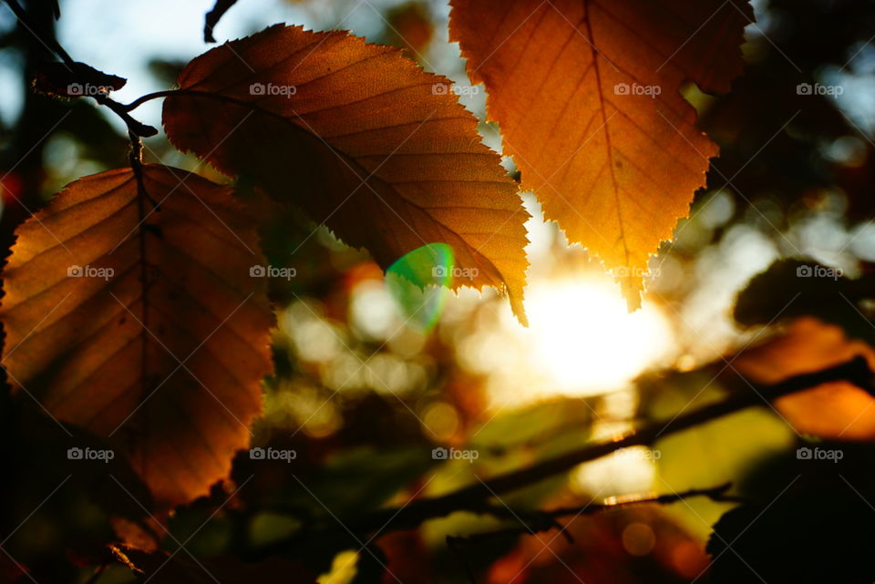 Blätter in der Sonne 