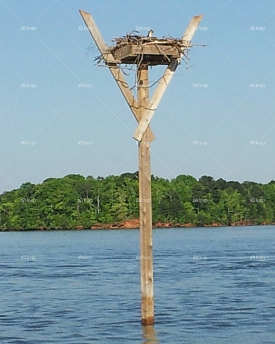 Bird On Nest In Lake!