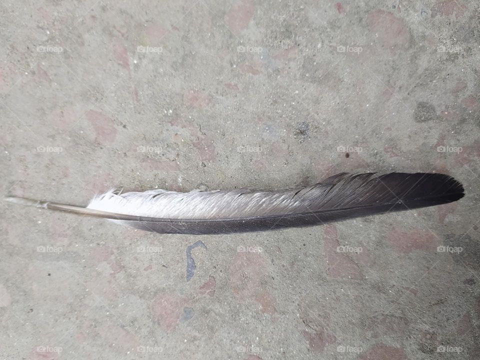 Feather