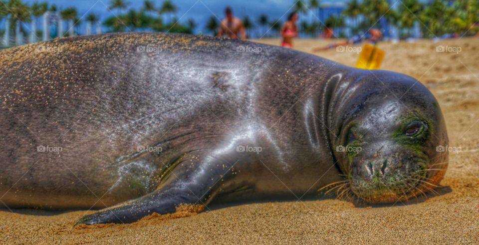 Hawaiian monk seal