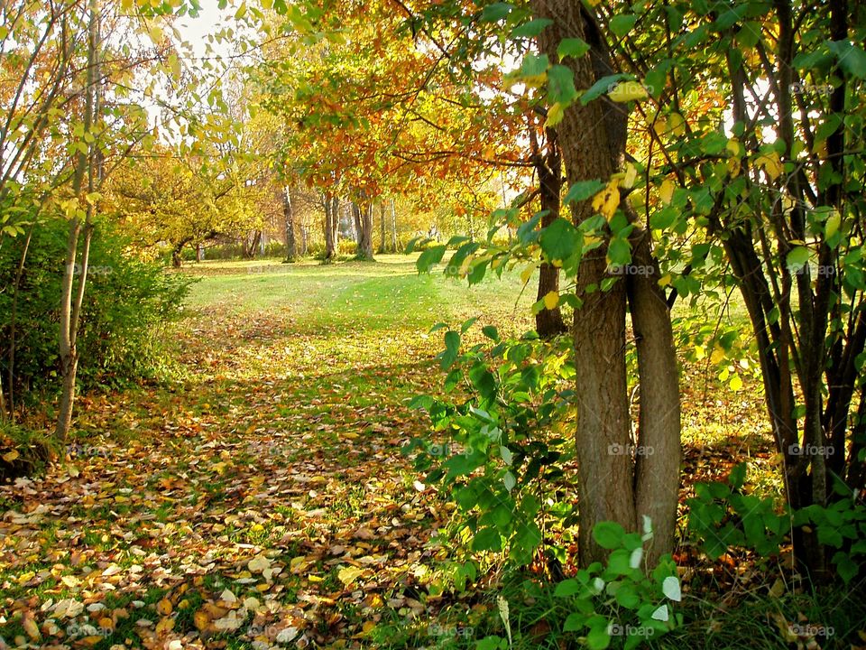 Autumn forest