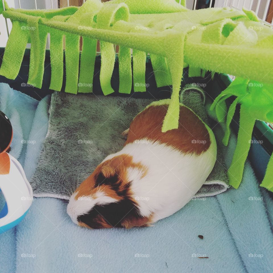 guinea pig napping