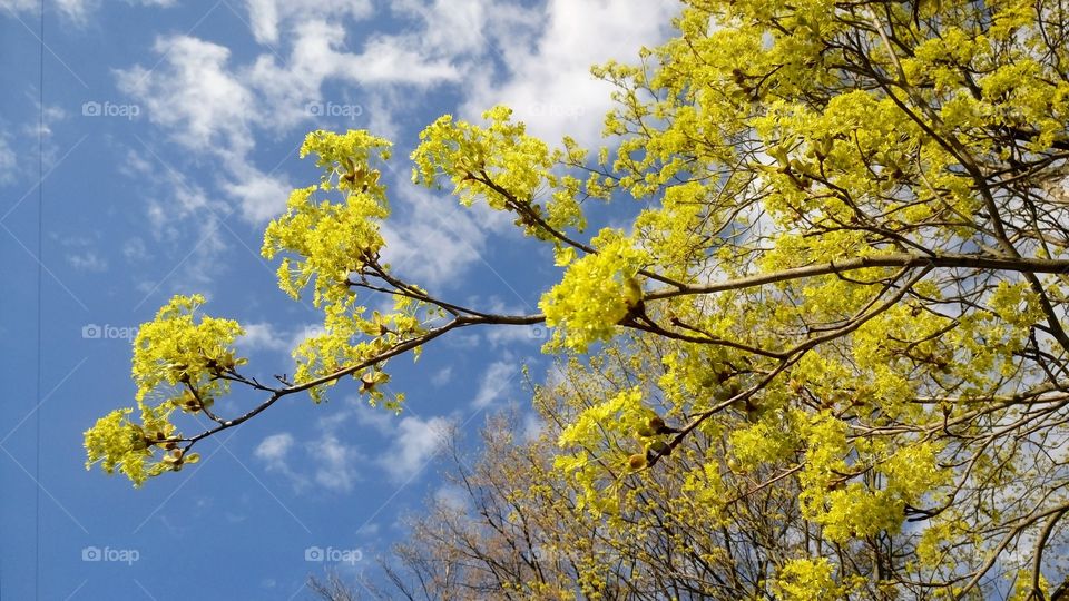 Early spring in the park of St. Petersburg