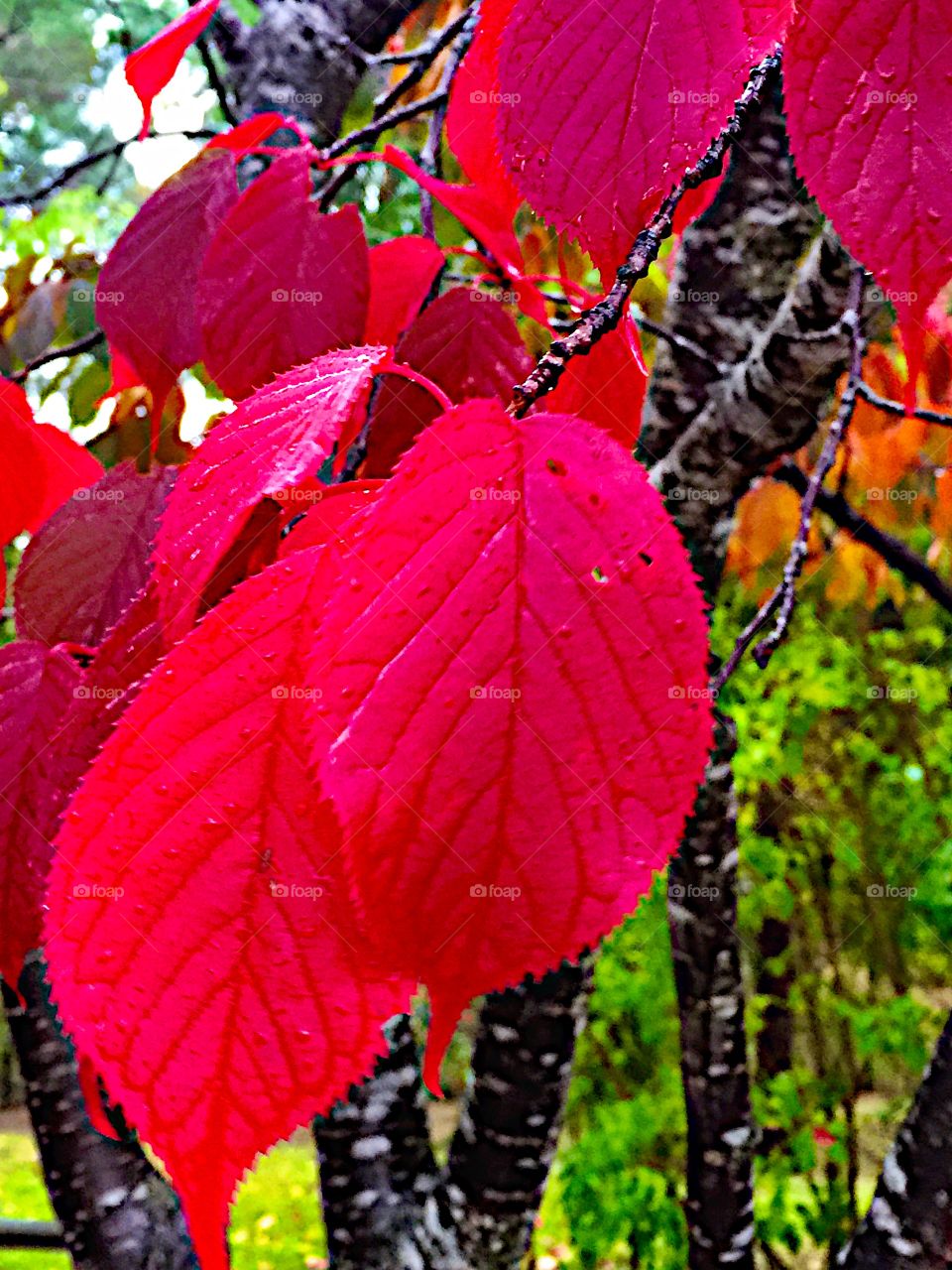 Colorful red leaf!