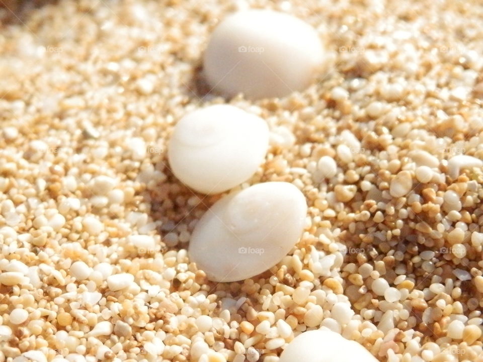 Macro detail closeup of shells on white sand beach background conceptual ocean photography 