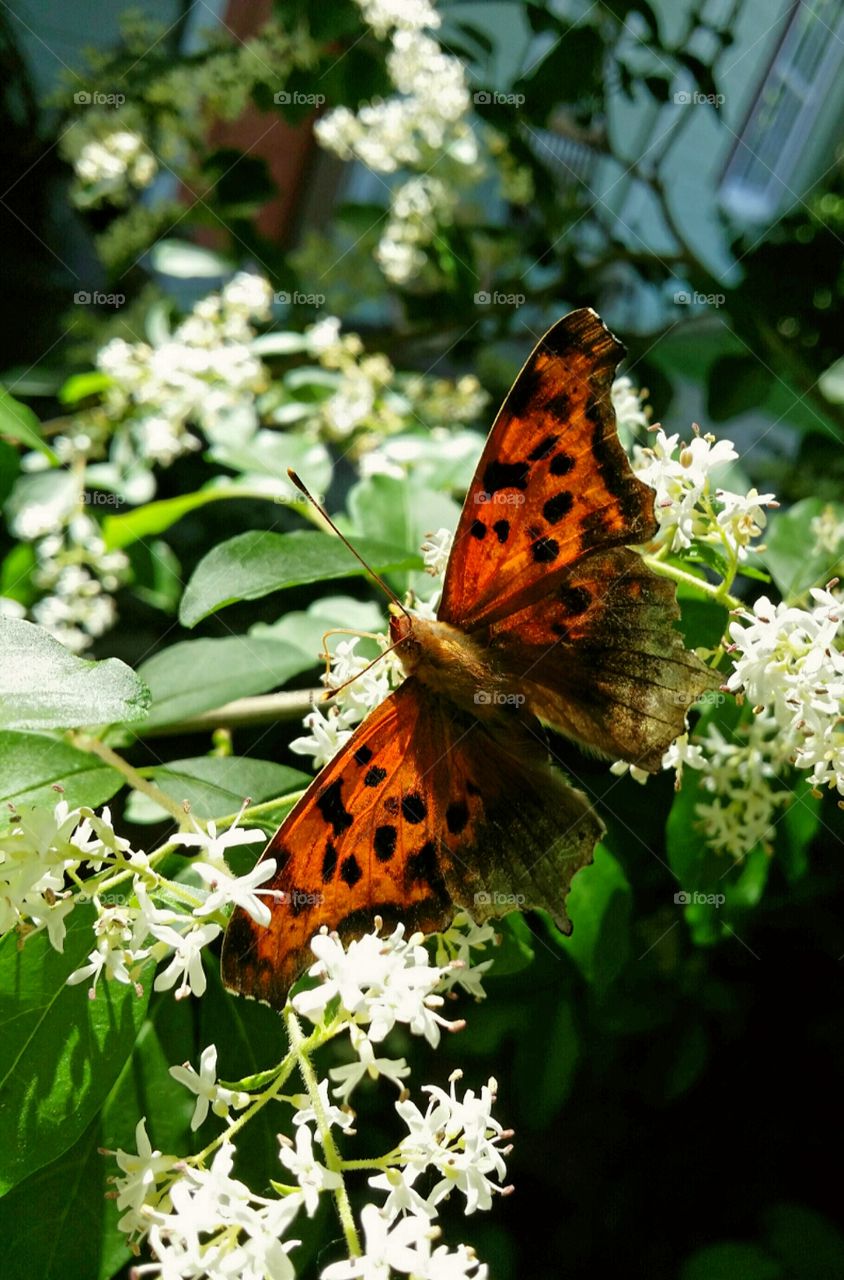 Question Mark Butterfly