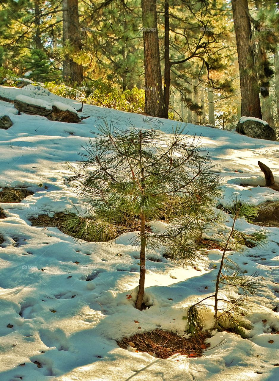 First Snow Of Winter
