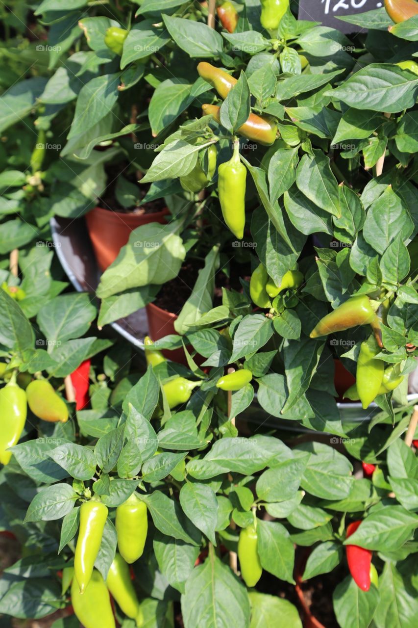 Pepper fruits growing