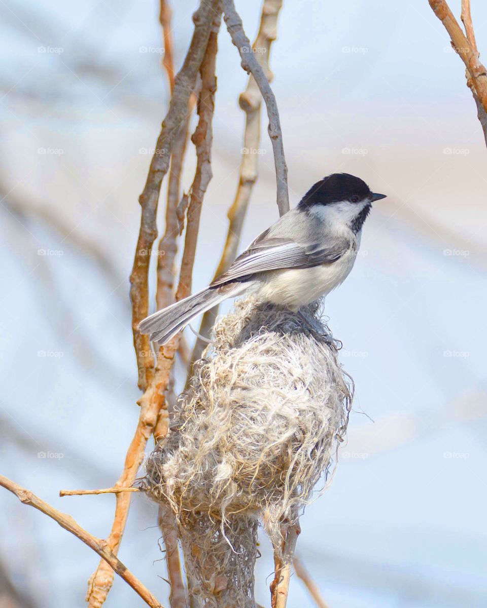 Black-capped chickadees 
