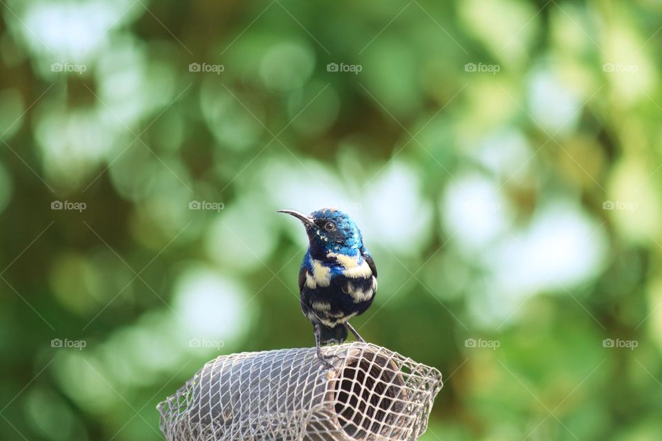 purple sunbird