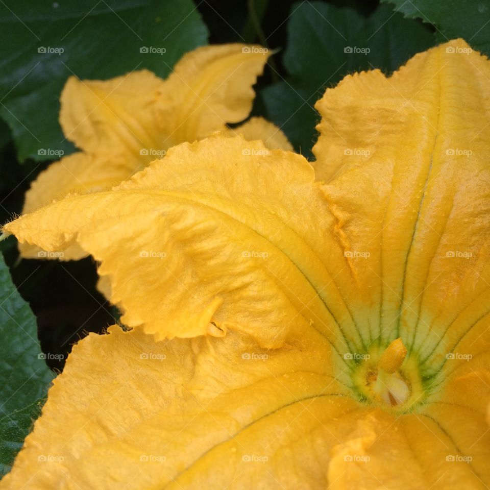 Pumpkin Blossoms 