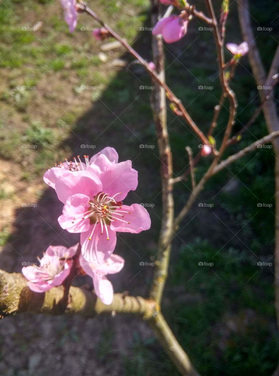 Small flower
🌸💮