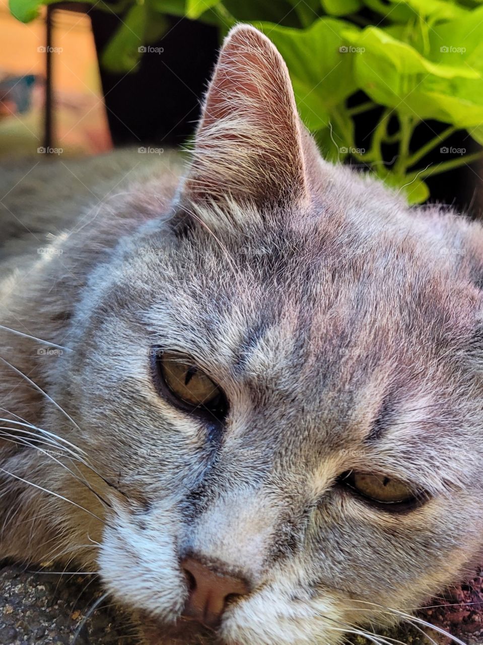 loved grey color fluffy fur pet cat resting with adorable eyes and cute whiskers