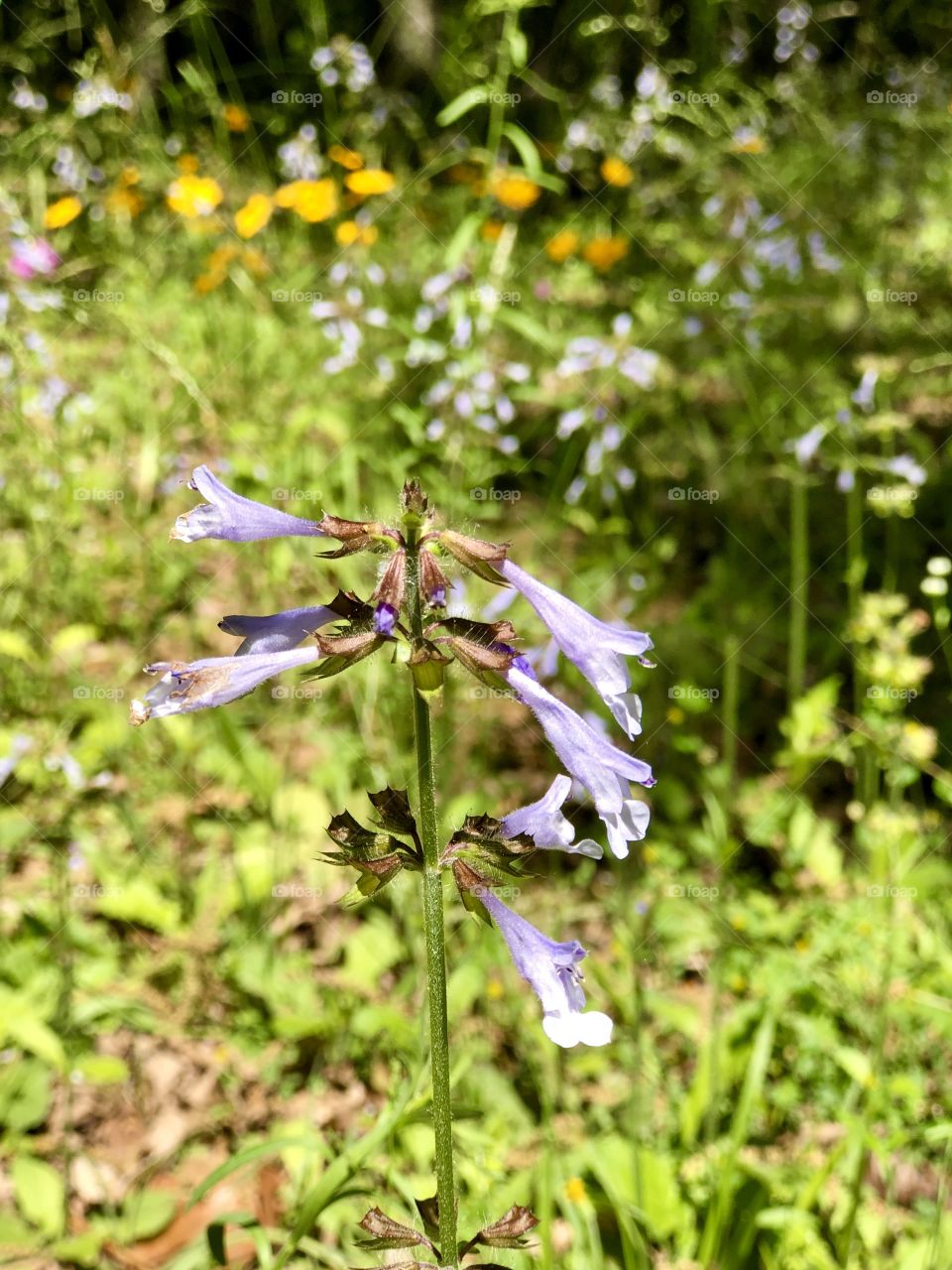 Sunny wildflower in forest meadow 
