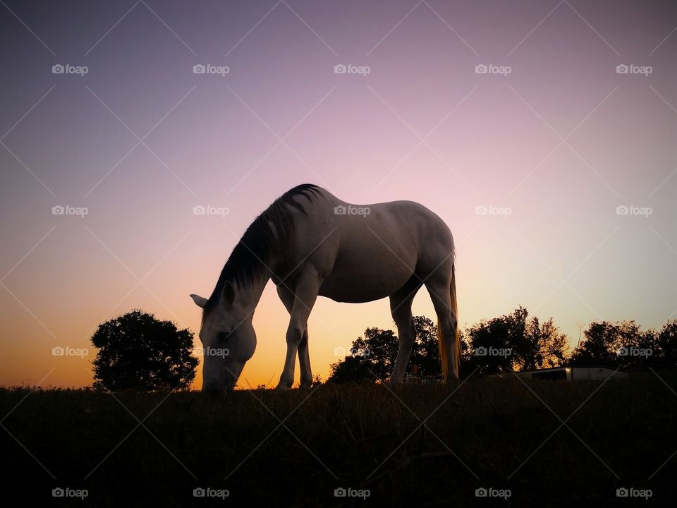 Gray horse grazing at sunset