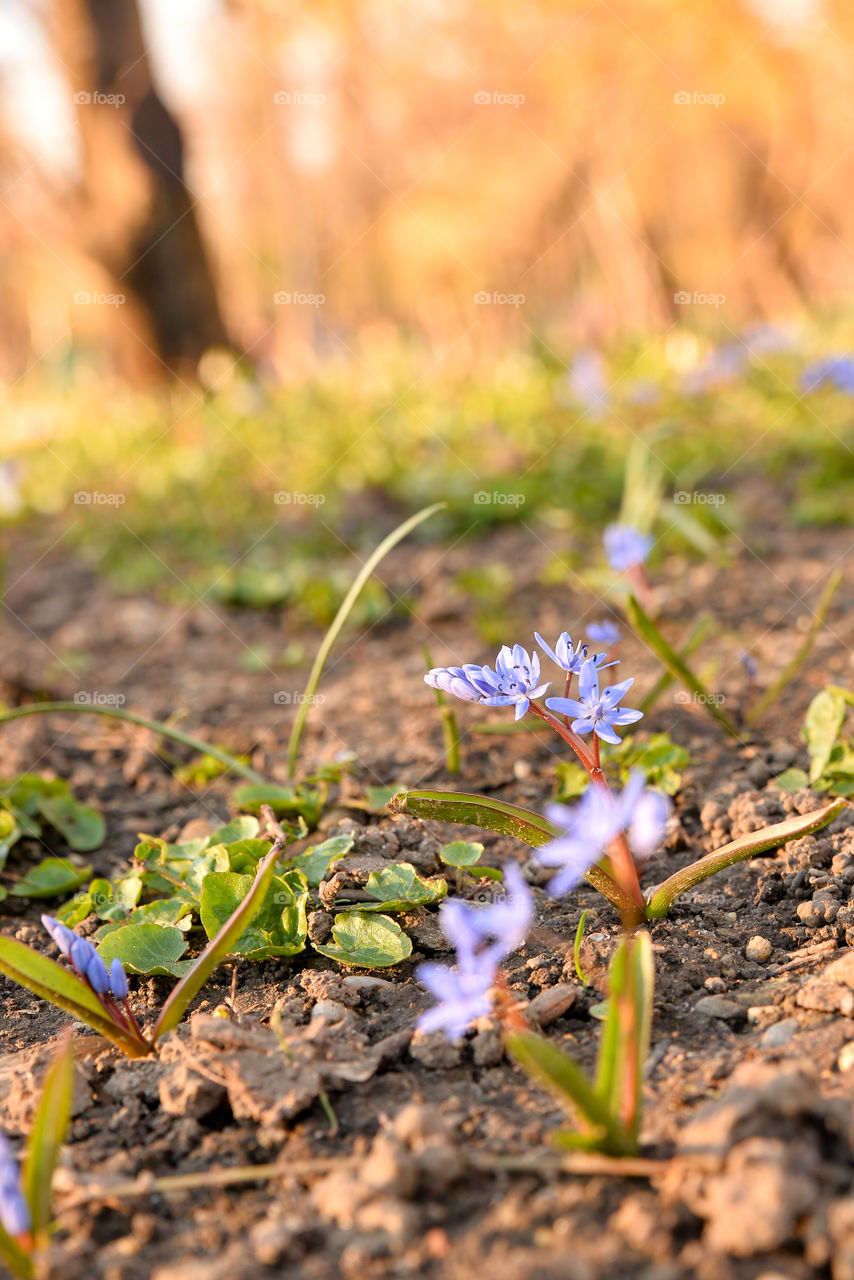 Violet flowers growing in soil