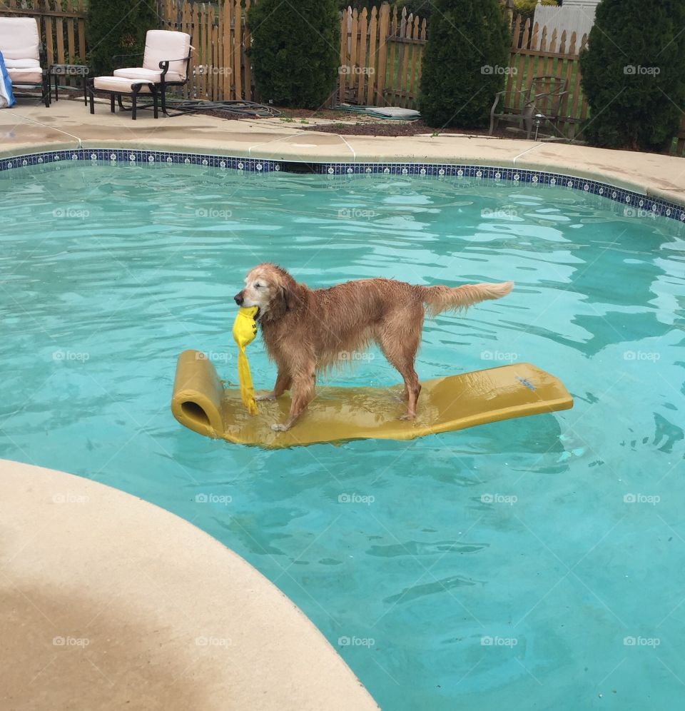 Surfs Up, Pup! 